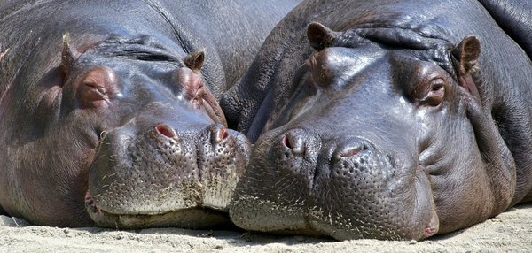 Comment organiser une expédition pour voir les hippopotames en Afrique?
